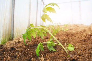 Seedlings of tomatoes in the greenhouse. The concept of growing vegetables, planting seedlings in the ground.