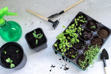 Little plant sprouts in black plastic grow box