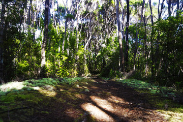 Hiking in the forest