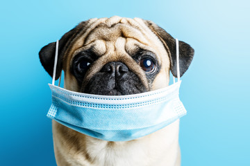  beige pug dog in a surgical medical mask on a blue background. concept of protection against...