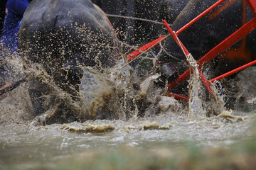Accident both buffalo fall down in cray field during Traditional buffalo race rake in mud field festival in Chonburi province ,Thailand