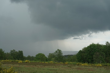 Landschaft mit Ginster bei Regen