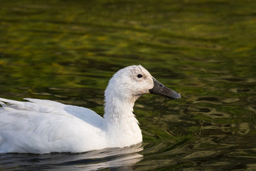 possibly albino duck/mallard found swimming in southern idaho