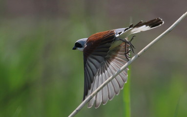 Red Backed Shrike on branch, Lanius collurio