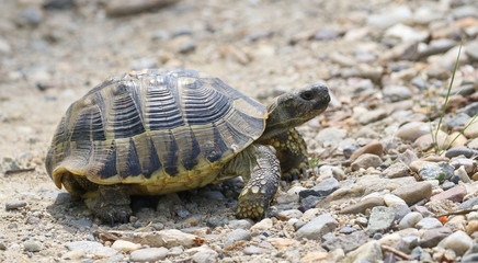Eastern Hermann's tortoise, European terrestrial turtle, Testudo hermanni boettgeri