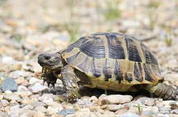 Eastern Hermann's tortoise, European terrestrial turtle, Testudo hermanni boettgeri