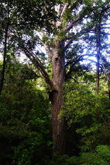 Fototapeta premium Trees in the woods