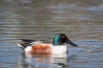 northern shoveler swimming in pond at sunrise in idaho