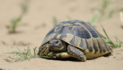 Eastern Hermann's tortoise, European terrestrial turtle, Testudo hermanni boettgeri