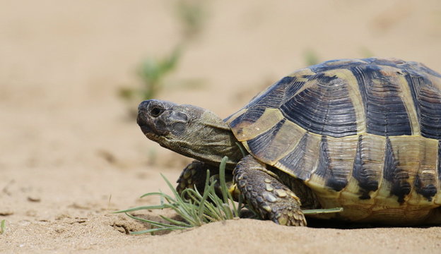 Eastern Hermann's tortoise, European terrestrial turtle, Testudo hermanni boettgeri
