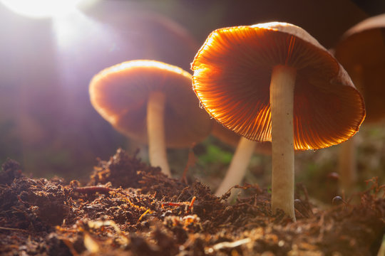 Hallucinogenic mushrooms grow in a natural environment. Mushrooms containing psilocybin.