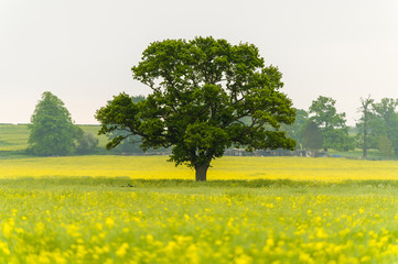 tree in the morning in a rapeseed field