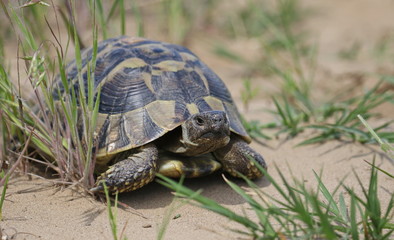 Eastern Hermann's tortoise, European terrestrial turtle, Testudo hermanni boettgeri
