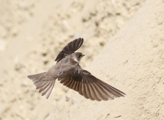 Swallow Sand Martin background, riparia riparia