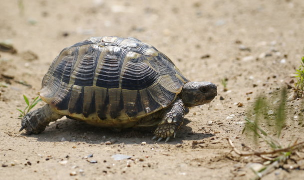 Eastern Hermann's tortoise, European terrestrial turtle, Testudo hermanni boettgeri
