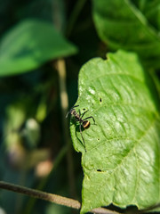 A black ant walking on green leaf