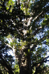 Big tree in the forest