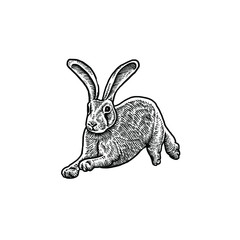 Cute Rabbit vector illustration