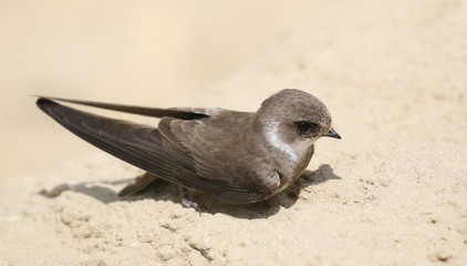 Swallow Sand Martin background, riparia riparia