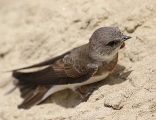 Swallow Sand Martin background, riparia riparia