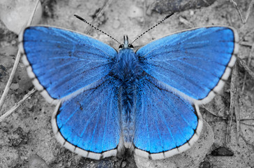 Fototapeta na wymiar Close-up of a male Adonis Blue butterfly (Lysandra bellargus) with spread wings