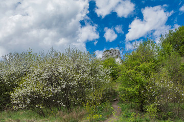 widok na ścieżkę wiodącą do skały © Mariusz Sowula