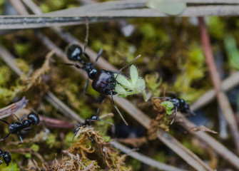 Ant