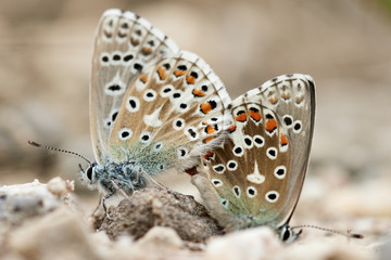 Close-up side view of two Adonis blue butterflies (Lysandra bellargus) mating on stone ground