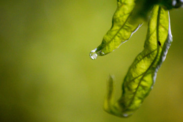 water drop on leaf