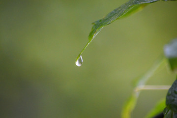 water drops on a blade of grass