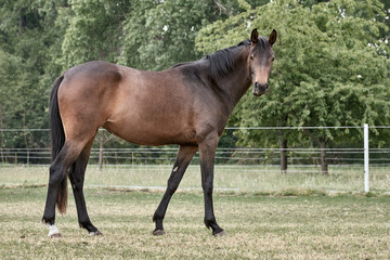 Side view of a brown horse in paddock