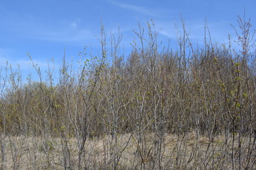 Obraz premium Trees are young.Spring