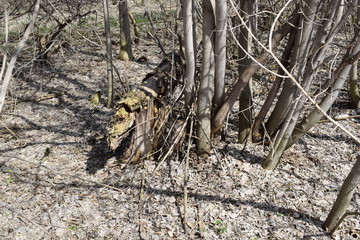 Trees are young.Spring