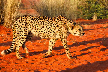 cheetah (acinonyx jubatus) - Namibia, Africa