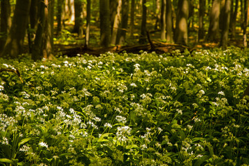 flowering ramsons in the hainich National Park in may