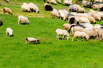 Obraz premium A flock of sheep grazing the grass