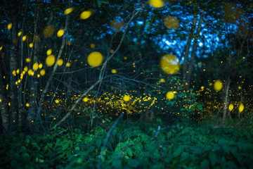 Firefly flying at night in the forest