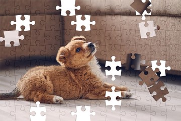 Assorted jigsaw puzzle of Beautiful cute puppy lying on the bright floor in the apartment, lifting...