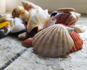 seashells on the sand