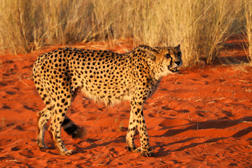 cheetah (acinonyx jubatus) - Namibia, Africa