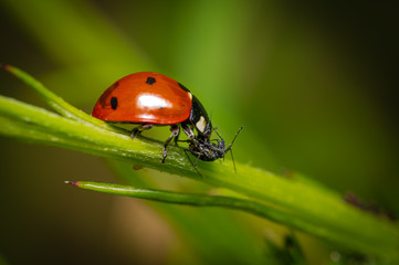 Marienkäfer_Coccinellidae, futter