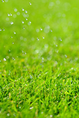 Fototapeta premium Piękny zielony trawnik z żywymi, zielonymi odcieniami i sztucznym podlewaniem, wychwytującym wiosenne krople wody