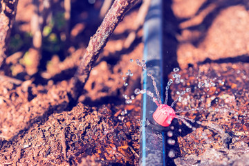 Sprinkler systems, drip irrigation, watering lawns. Drip Irrigation System Close Up. Water saving drip irrigation system being used in a organic onions field. toned