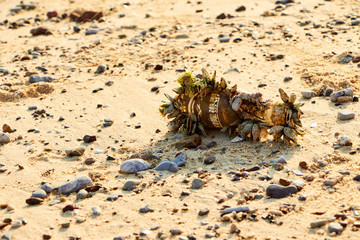 Stranded beer bottle full of seashells and hermits on the beach of Koh-lan island, Thailand.