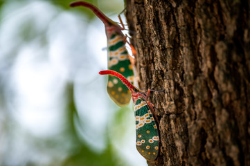 Fulgorid bug, Planthopper © songdech17