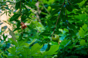 Unripe pomegranate fruit and red flower on a tree branch, growing in the garden