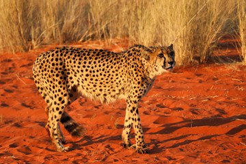 cheetah (acinonyx jubatus) - Namibia, Africa