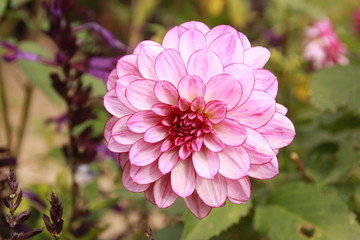 Obraz premium Flower in the garden 
