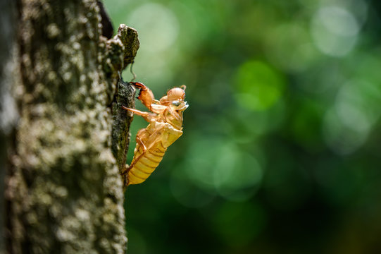 Cicada molt on tree