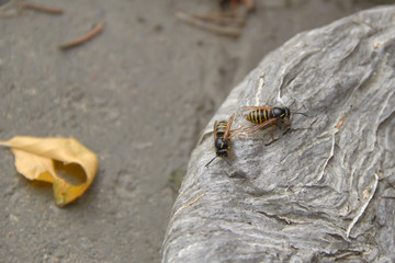 A beehive that fell on the sidewalk with wasps